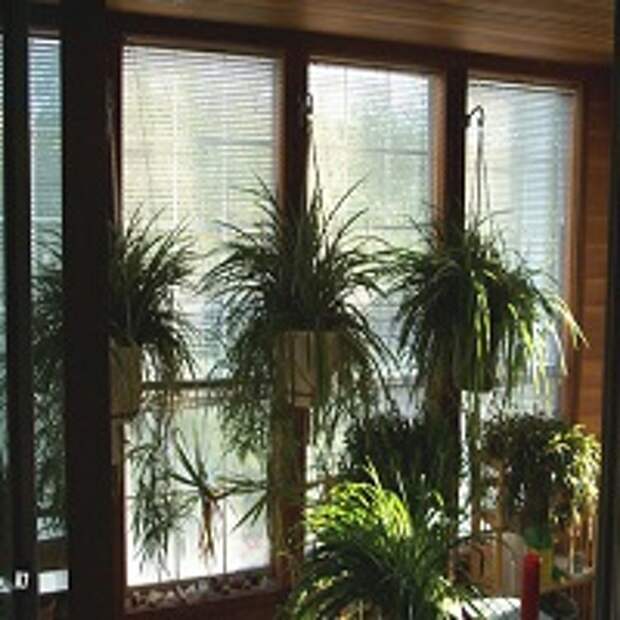 растения на окнах 4