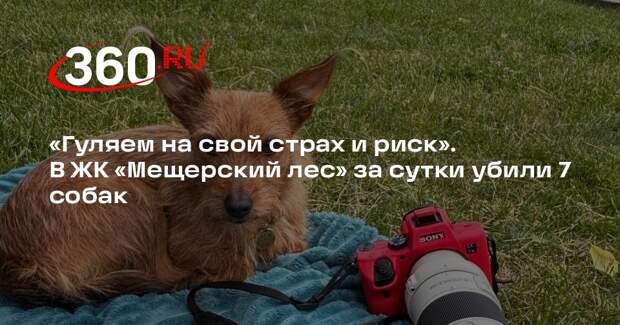 В ЖК «Мещерский лес» за сутки убили семь собак
