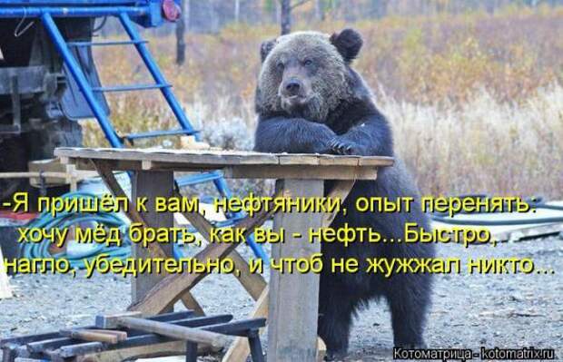 Котоматрицы(картинки с надписями)