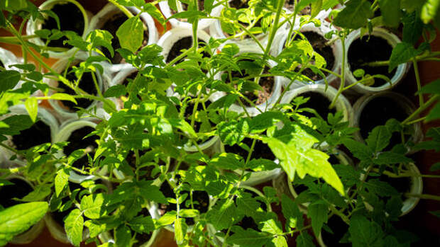 Как вырастить рассаду томатов с толстыми и крепкими стеблями – идеальный урожай обеспечен