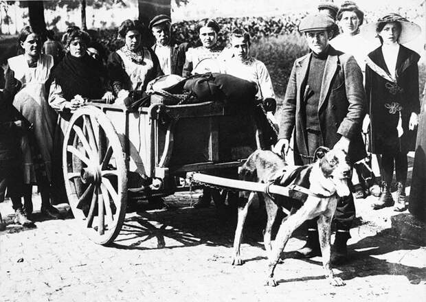 Бельгийские беженцы покидают Брюссель с собакой в упряжке, 1914