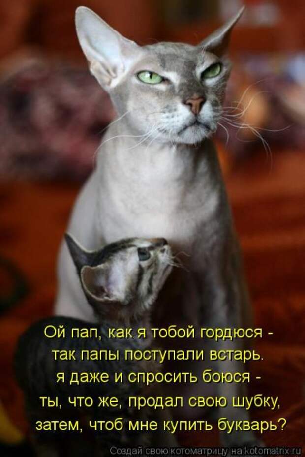 Котоматрицы(картинки с надписями)