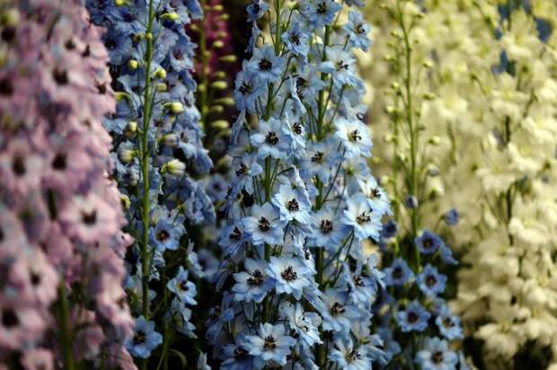 Выставка цветов «Chelsea Flower Show 2014»