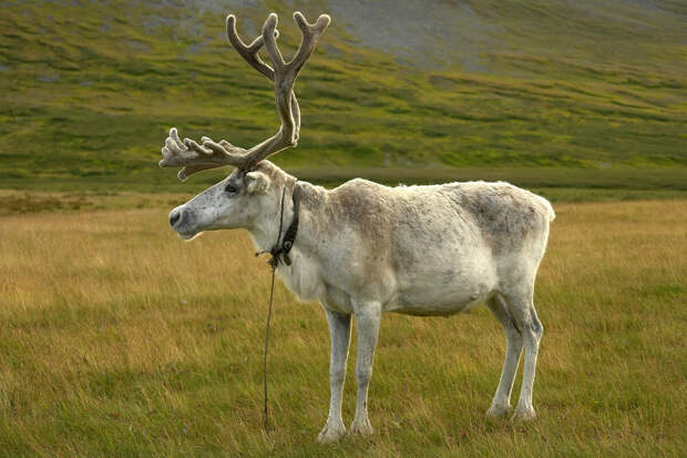 UPI: в США олень разбил окно в банке и попал на видео