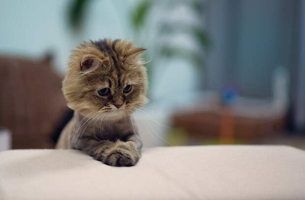 lolcats36 100 лучших фотографий кошек всех времен и народов