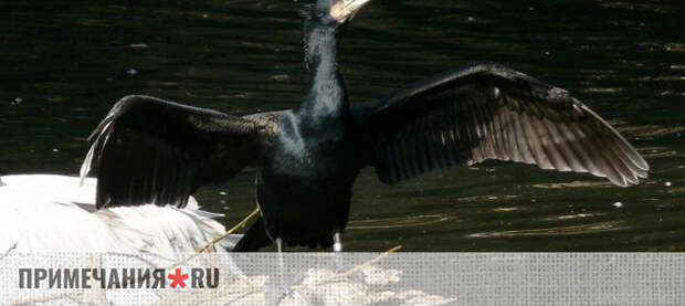 В «Новом Херсонесе» ищут способ спасти декоративных карпов от бакланов, которые повадились ловить рыбу в реке Героон