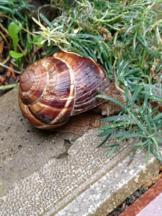 Как избавиться от слизней и улиток: простое аптечное средство, которое спасает огород