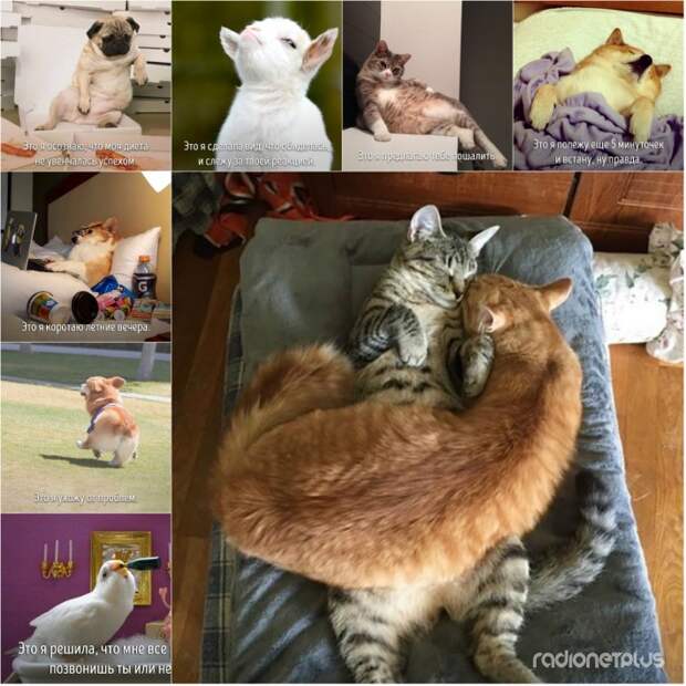 20 животных, которые ведут себя совсем как я