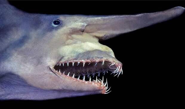 Самые невероятные акулы: Акула-домовой