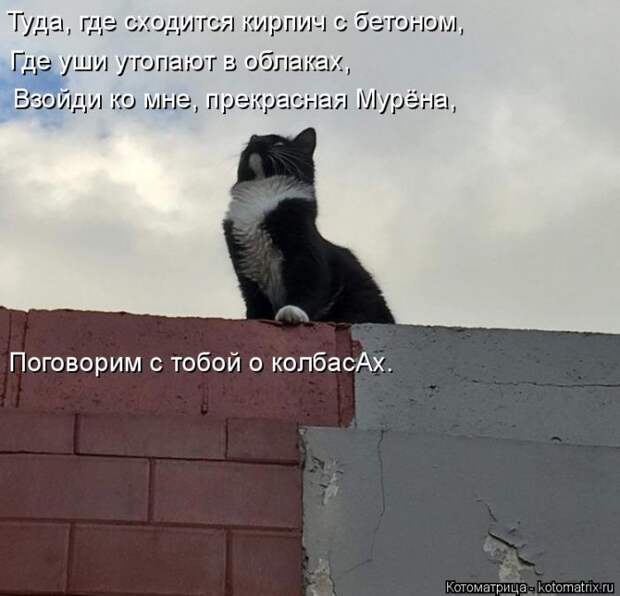 Лучшие котоматрицы недели (50 фото)
