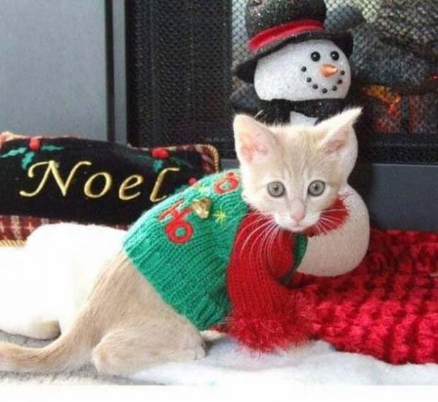Коты на Новый год