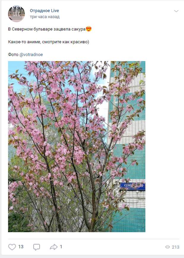 Фото дня: на Северном бульваре зацвела сакура