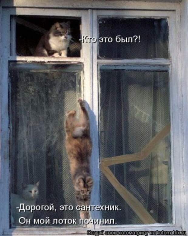 Прикольная котоматрица за неделю