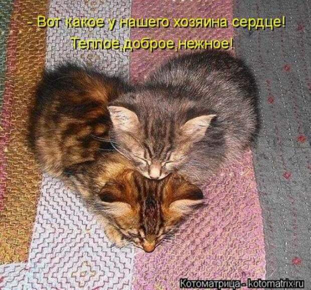 Котоматрицы (картинки с подписями)