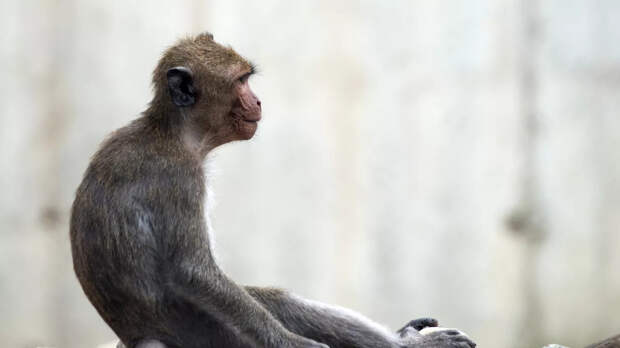 Оспа обезьян подтвердилась у жителя Московской области