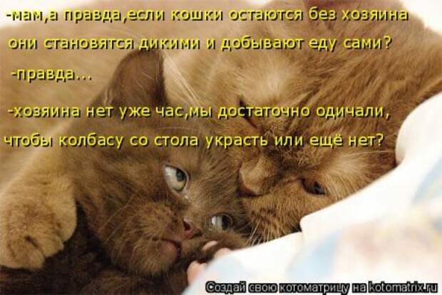 Она приходит... котЭматрикс!