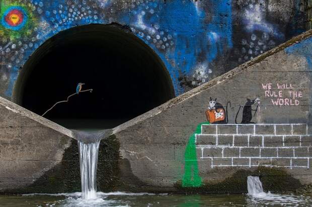 Вторым в категории «Человек и природа» стал швейцарский фотограф Феликс Хейнценберг (Felix Heintzenberg) со снимком зимородка у станции по очистке воды.