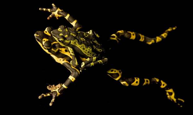 InSearchOfLostFrogs23 В поисках утраченной лягушки: редчайшие виды удивительных лягушек в фантастических фотографиях