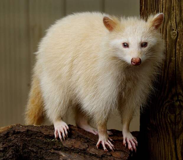 albino-animals-23-640x558