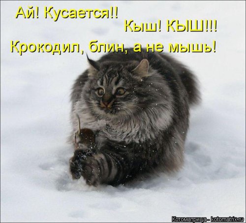 Свежая котоматрица для всех (38 фото)