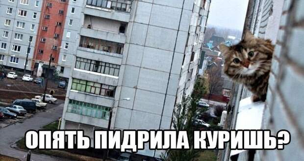 Смешные фото приколы и мемы с котами и кошками Смешные фото приколы и мемы с котами и кошками животные, коты, прикол, юмор