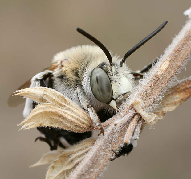 Как спят пчелы? Фотограф Станислав Шинкаренко