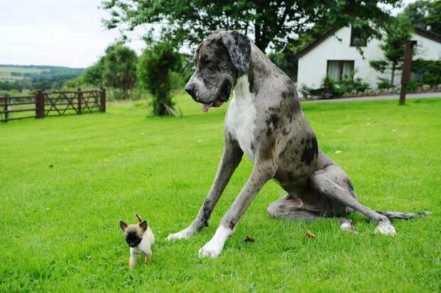 Габариты - большие. |Фото: ya.ru. Габариты - большие. |Фото: ya.ru.