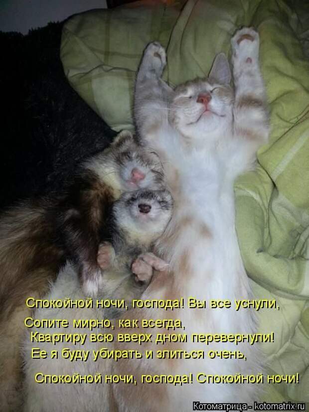 Лучшие котоматрицы недели