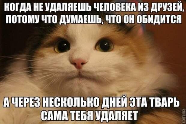 Смешные фотомемы (19 шт)