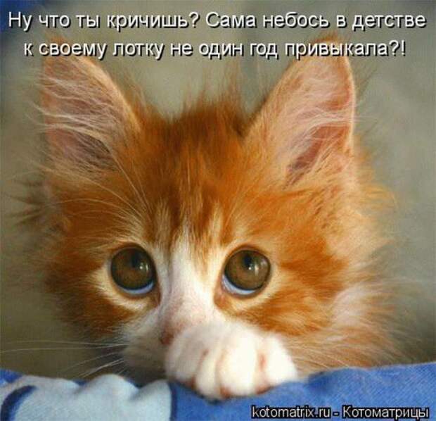 Котоматрицы(картинки с надписями)