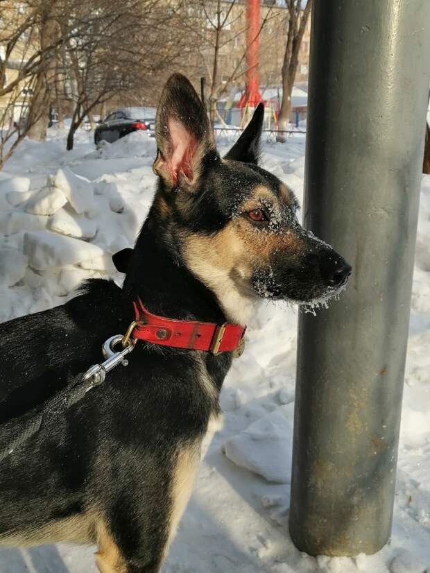 собака на прогулке