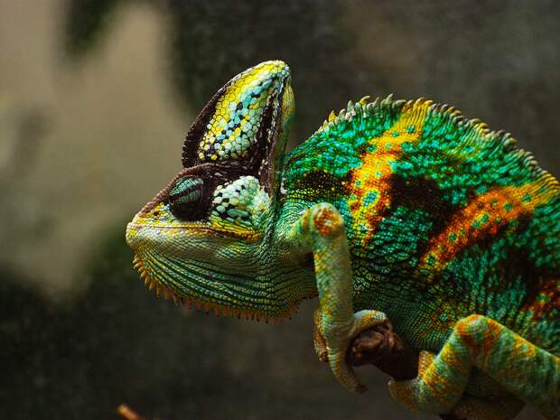 chameleons07 Самые колоритные хамелеоны