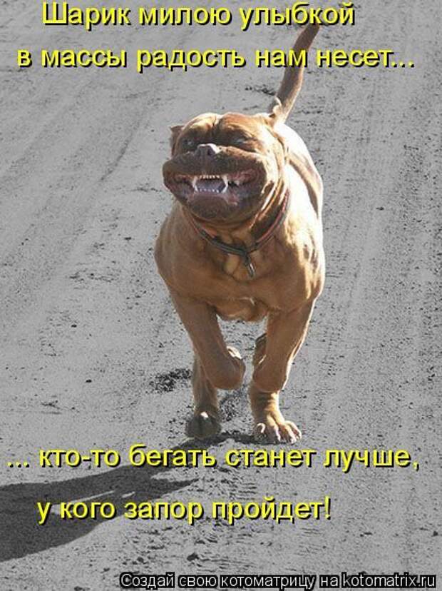 Котоматрицы(картинки с надписями)