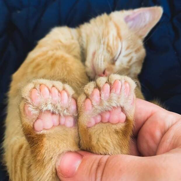 Необычные животные, которые мутировали