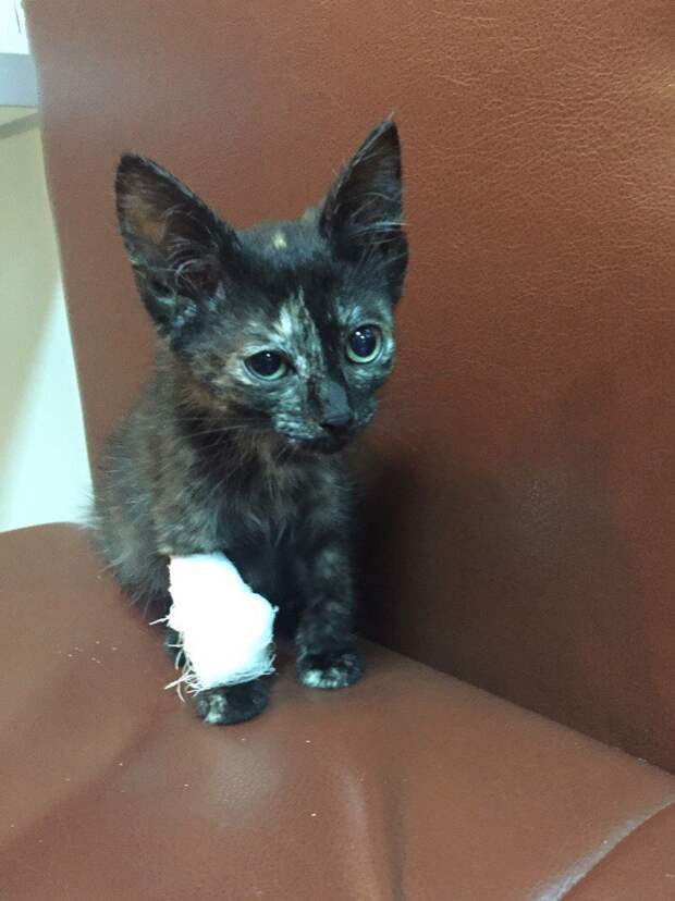 Люди услышали громкий плач котенка из-за забора котенок, кошка
