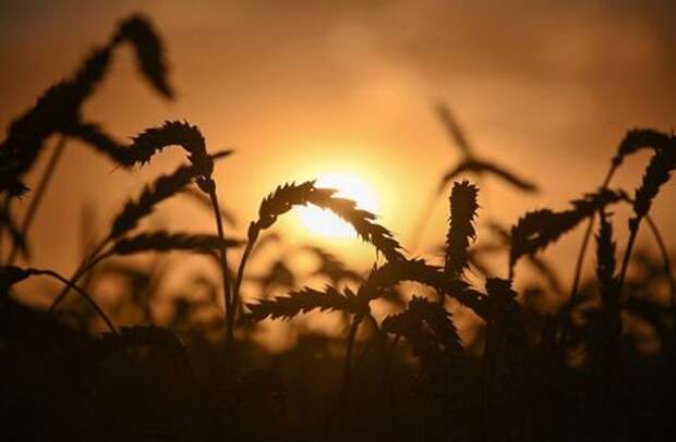 Ears of wheat are seen on sunset in a field of Triticum farm in Omsk Region, Russia September 16, 2020. Picture taken September 16, 2020. REUTERS/Alexey Malgavko