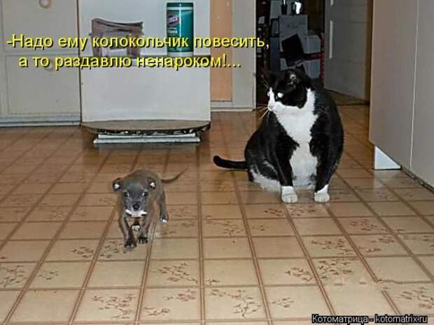 Лучшие котоматрицы недели