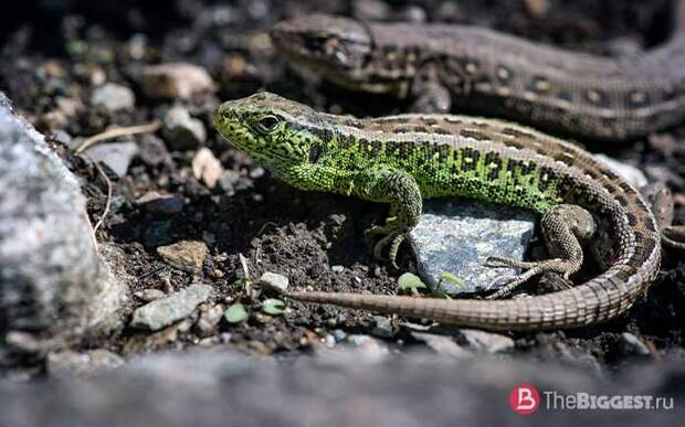 Самые большие ящерицы в мире