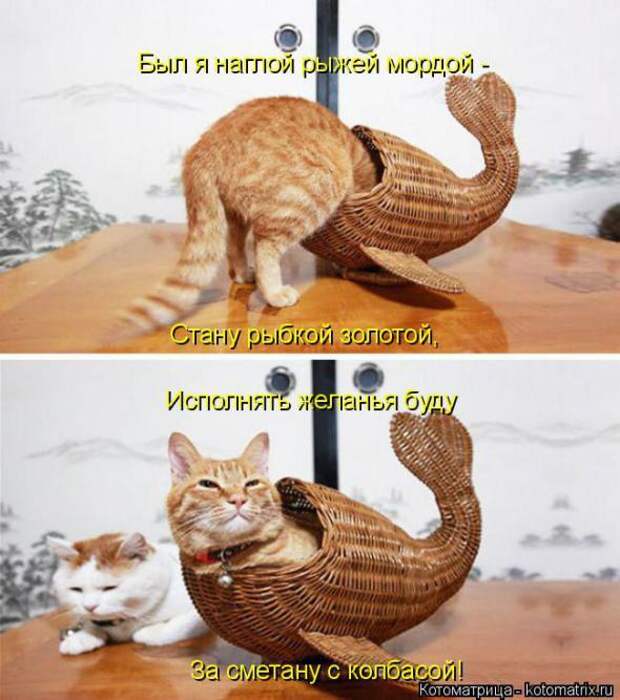 Котоматрицы(картинки с надписями)