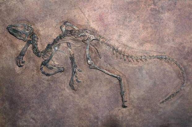 Останки динозавра в древней породе / ©terrain.org