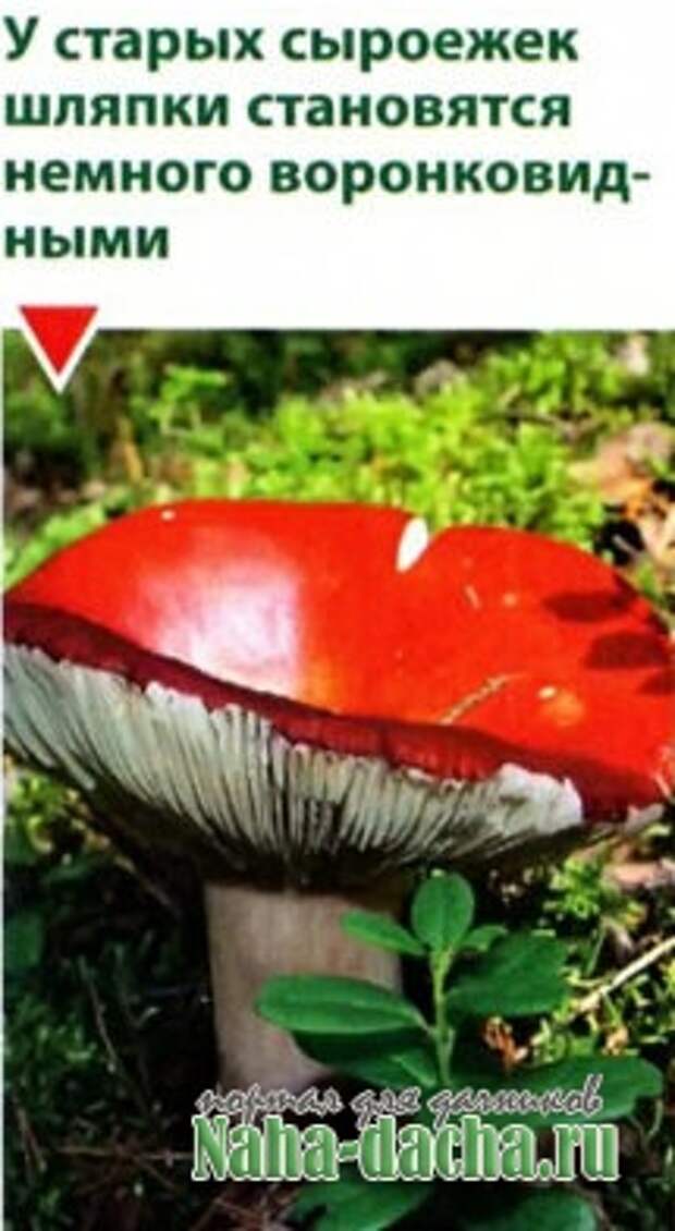 Съедобные, несъедобные, лекарственные грибы Съедобные, несъедобные, лекарственные грибы