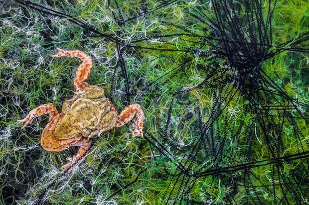 2-е место в категории «Другие животные» занял итальянский фотограф Георг Кантиолер (Georg Kantioler), запечатлевший пару серых жаб среди зеленых водорослей.