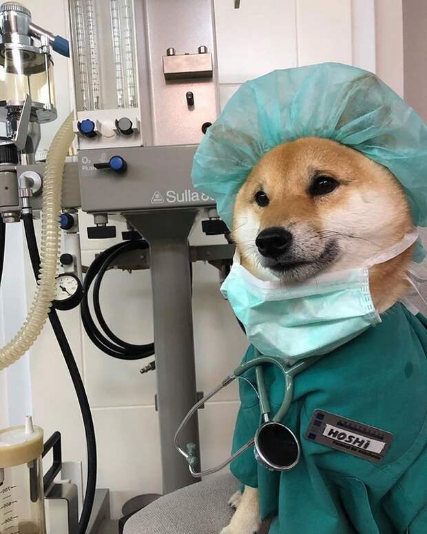 Хороший догтор