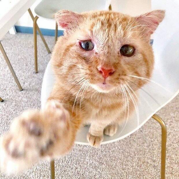 Рыжий кот на стуле Кот тянет лапку