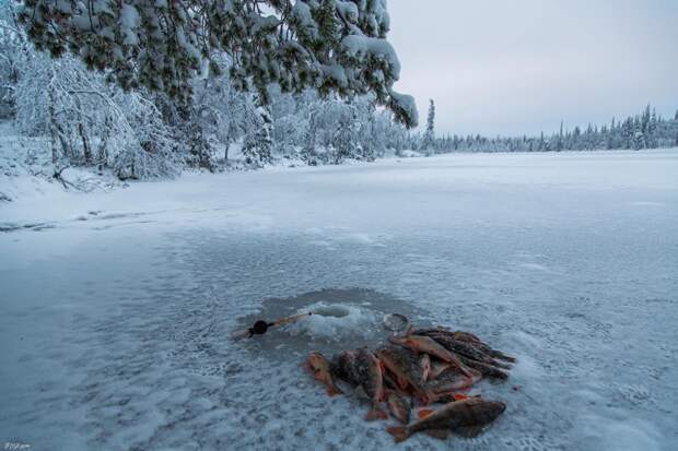 Зимняя рыбалка на севере отдых, охота, природа., рыбалка