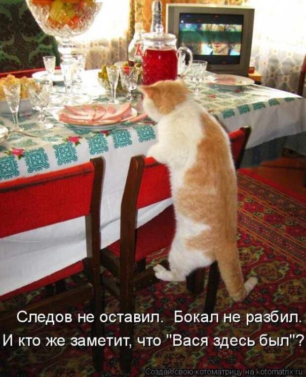 Котоматрицы (картинки с надписями)