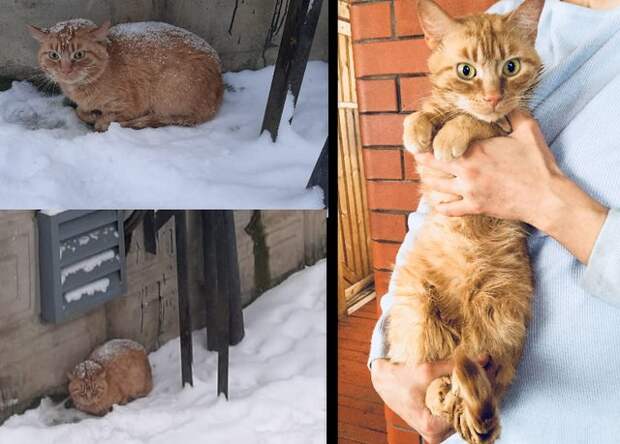 Снимки животных, которые наконец-то нашли свой дом