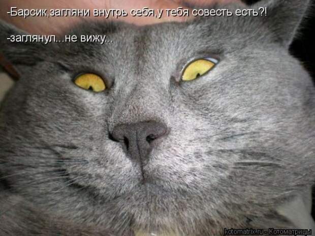 Лучшие котоматрицы недели (50 фото) Лучшие котоматрицы недели