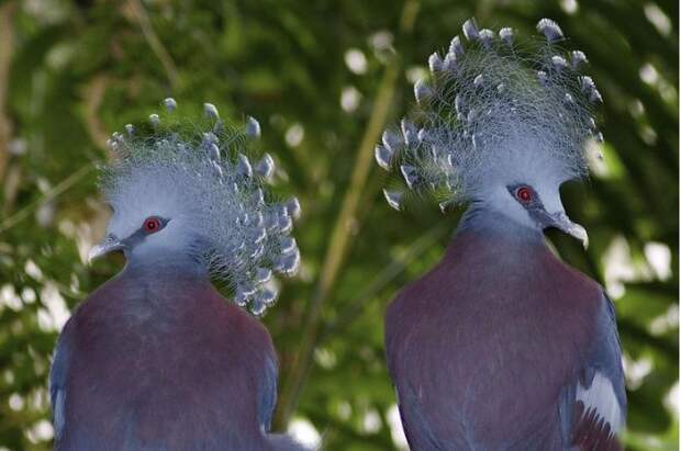 Венценосный голубь - сказочная птица из Новой Гвинеи
