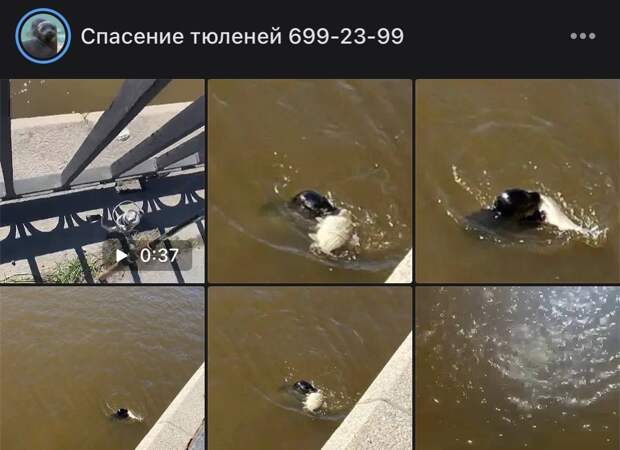 Петербуржец заснял противостояние тюлененка и рыбы в Обводном канале
